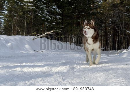 Dogsledding In A Winter Landscape In Forest With Husky Dog.