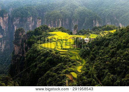 Spectacular Rice Field Terraces In Front Of Laowuchang Village, In Yuanjiajie Area Of Wulingyuan Nat