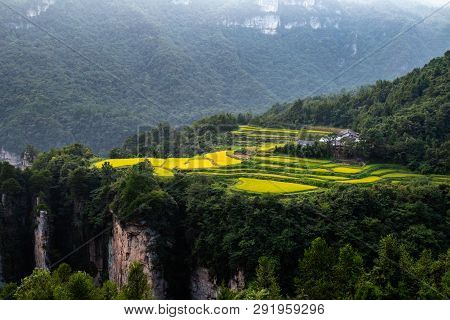 Spectacular Rice Field Terraces At Sunset In Front Of Laowuchang Village, In Yuanjiajie Area Of Wuli