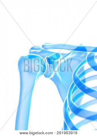 3d rendered medically accurate illustration of the shoulder joint
