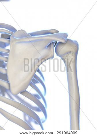 3d rendered medically accurate illustration of the shoulder joint