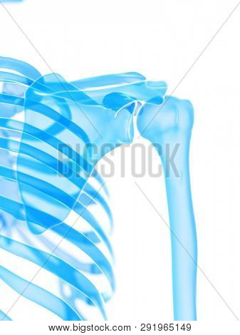 3d rendered medically accurate illustration of the shoulder joint