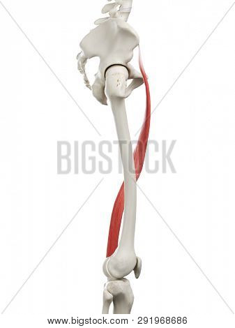 3d rendered medically accurate illustration of a womans Sartorius