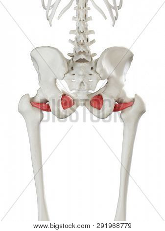 3d rendered medically accurate illustration of a womans Obturator Externus