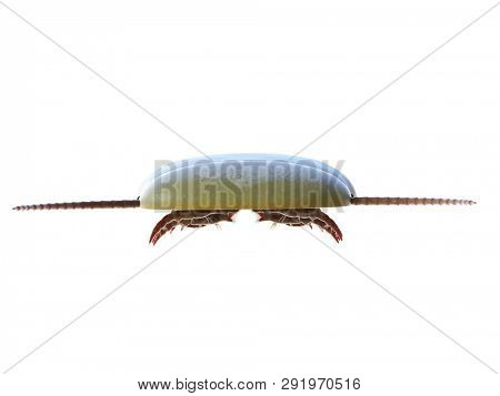 3d rendered illustration of a Sidneyia