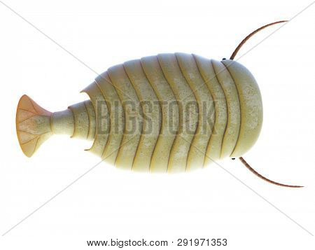 3d rendered illustration of a Sidneyia
