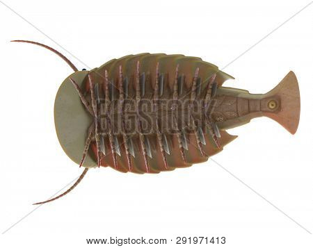 3d rendered illustration of a Sidneyia