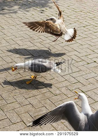 One Seagull Got Some Food From Peolple. Two More Seagulls Flew To It And Want Food Too. Tree Seagull