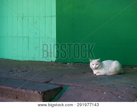 White Stray Cat Sitting By The Green Wall