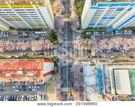 Cherry Blossoms Blooming In Namcheondong , Suyeonggu, Busan, South Korea, Asia