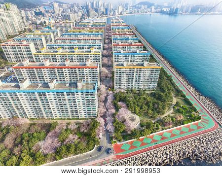 Cherry Blossoms Blooming In Namcheondong , Suyeonggu, Busan, South Korea, Asia