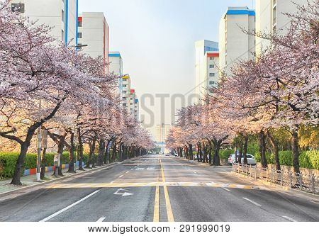Cherry Blossoms Blooming In Namcheondong , Suyeonggu, Busan, South Korea, Asia