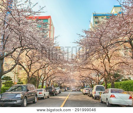 Cherry Blossoms Blooming In Namcheondong , Suyeonggu, Busan, South Korea, Asia