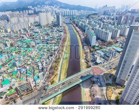 Cherry Blossoms Blooming In Oncheoncheon Citizens Park , Busan, South Korea, Asia