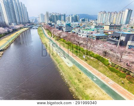 Cherry Blossoms Blooming In Oncheoncheon Citizens Park , Busan, South Korea, Asia