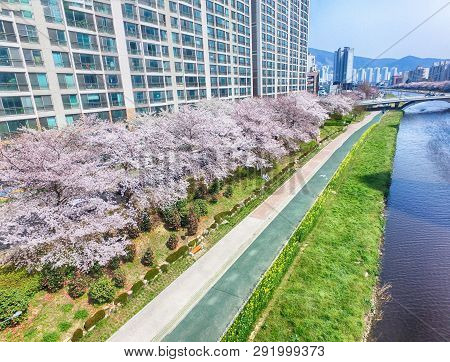 Cherry Blossoms Blooming In Oncheoncheon Citizens Park , Busan, South Korea, Asia