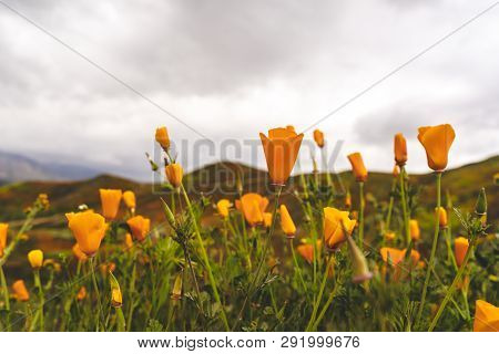 Selective Focus On Closed Poppies On An Overcast Day. Poppies Need Sunlight To Open. Taken During Th