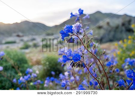 Canterbury Bells Wildflowers (phacelia Campanularia) In Joshua Tree National Park During Californias