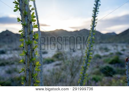 Close Up Of A Leafing Ocotillo Plant (fouquieria Splendens) In Joshua Tree National Park In Californ