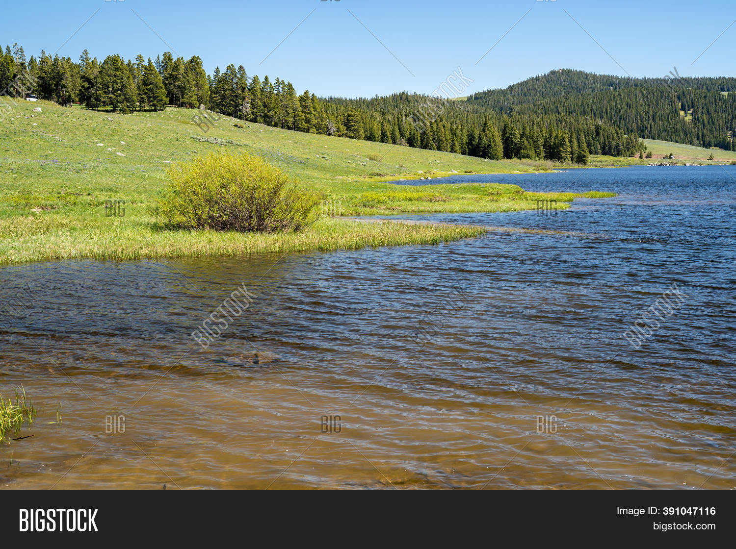 Shoreline Meadowlark Image & Photo (Free Trial) Bigstock