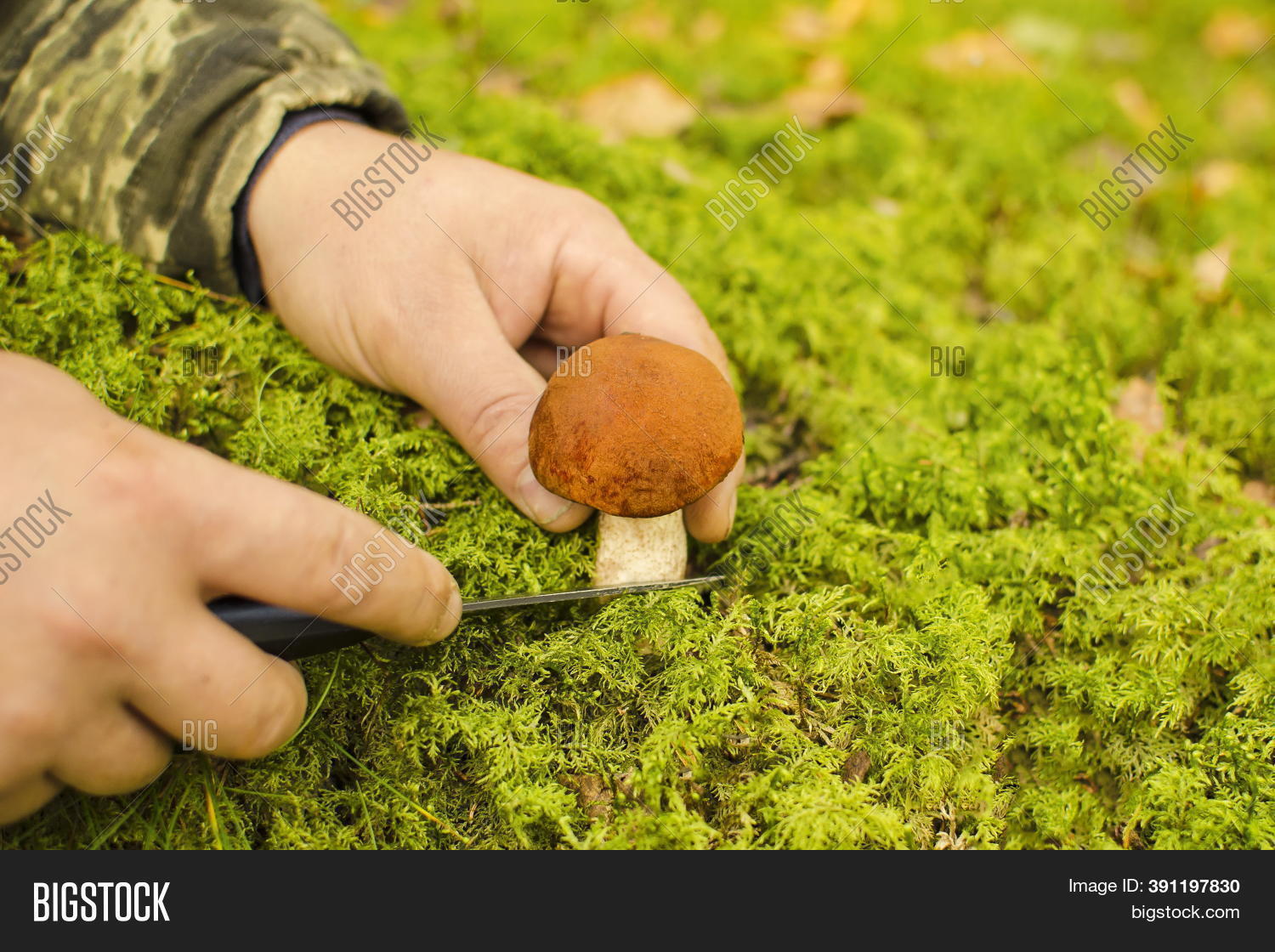 Mushroom Picker Man Image & Photo (Free Trial) Bigstock