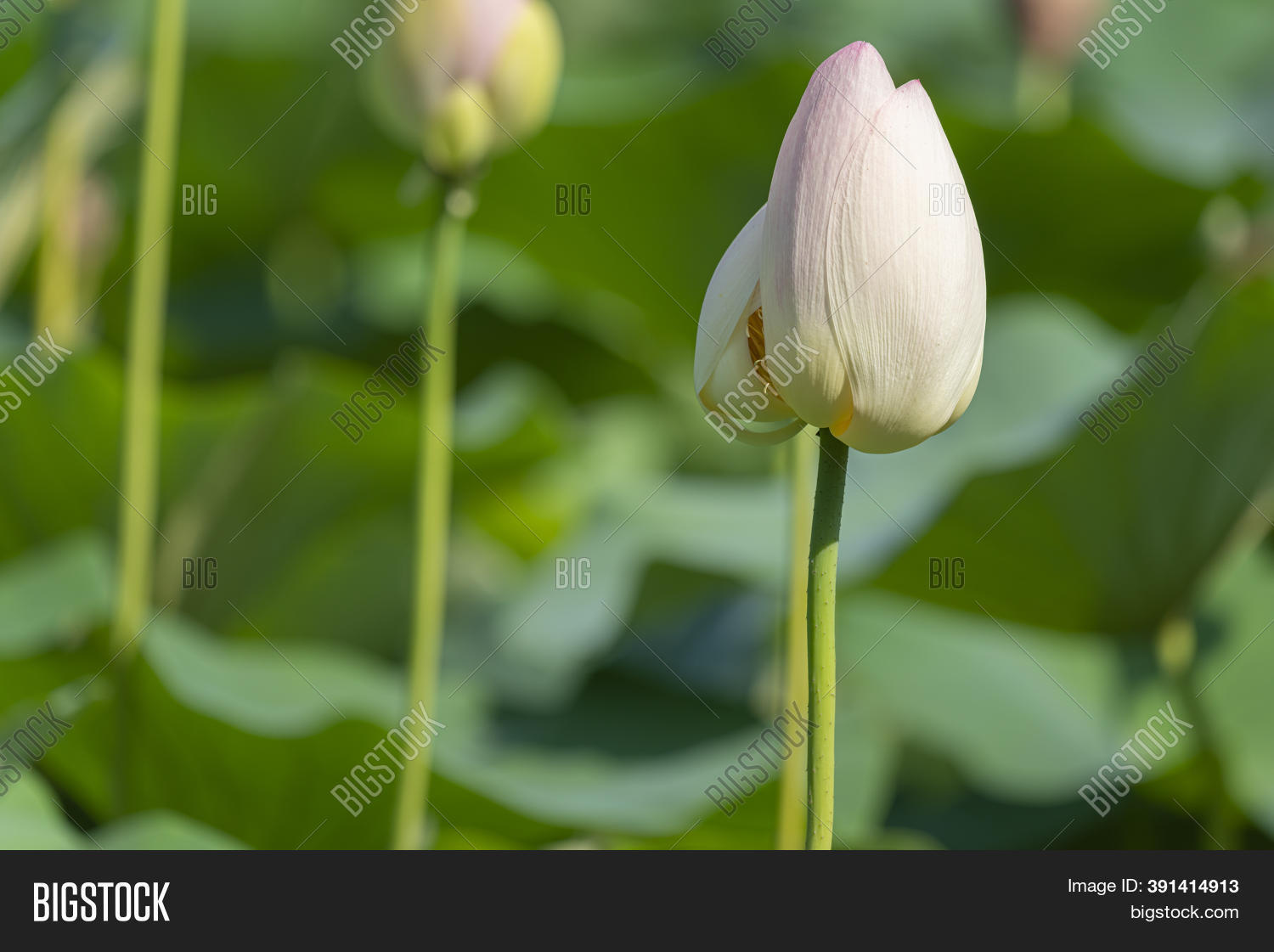 Lotus Flower Bud Image & Photo (Free Trial) Bigstock