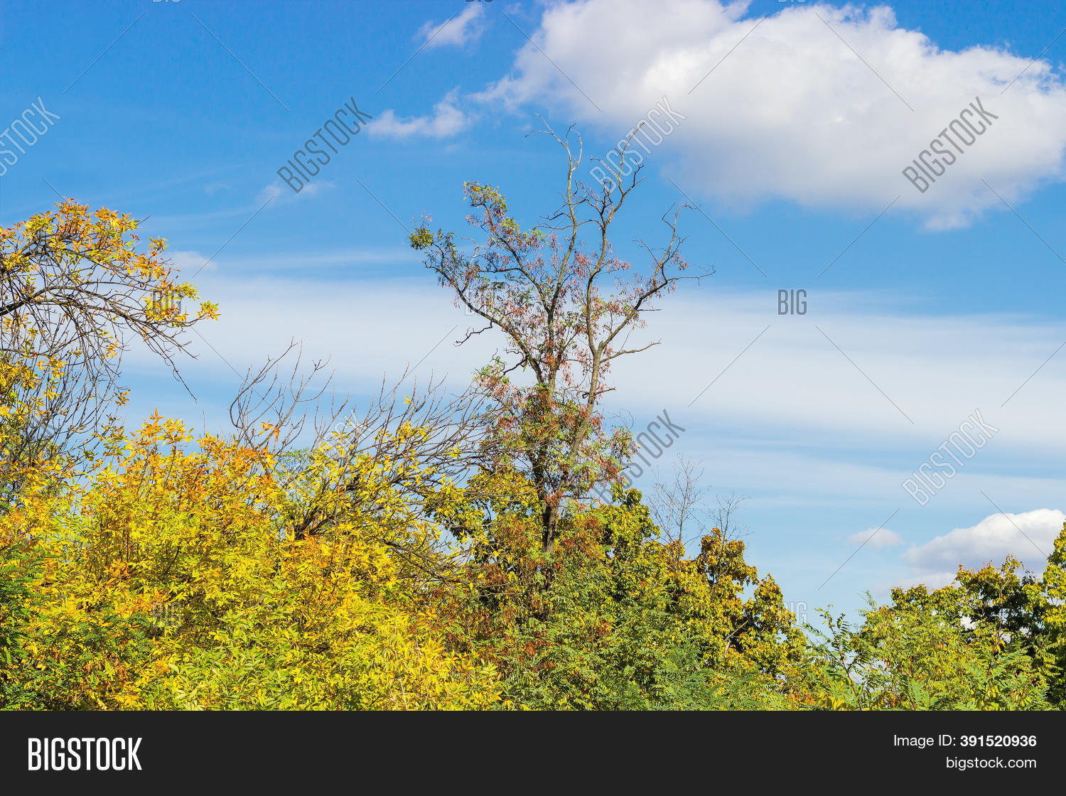 Top Old Black Locust Image & Photo (Free Trial) Bigstock