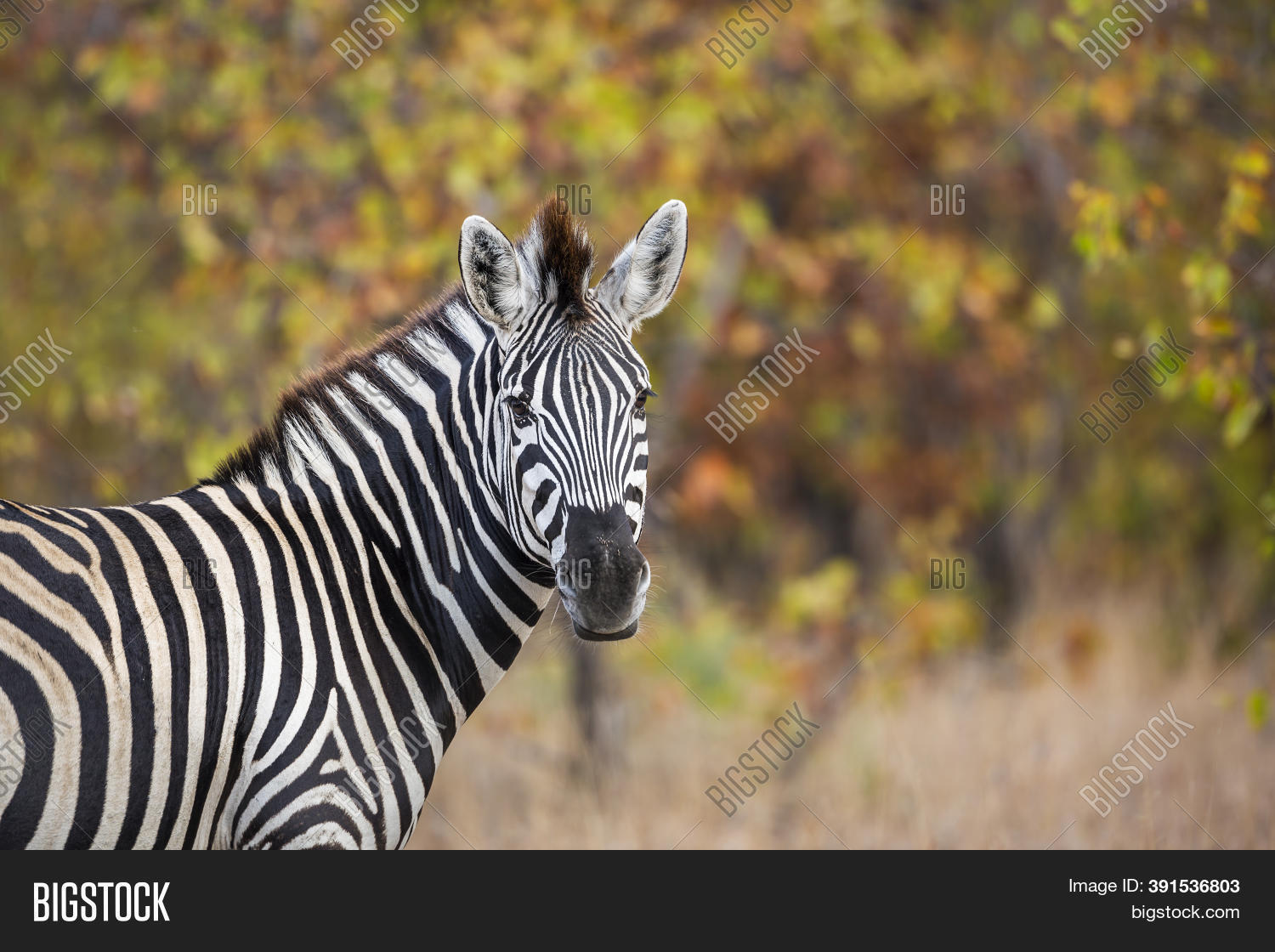 Plains Zebra Portrait Image & Photo (Free Trial) Bigstock