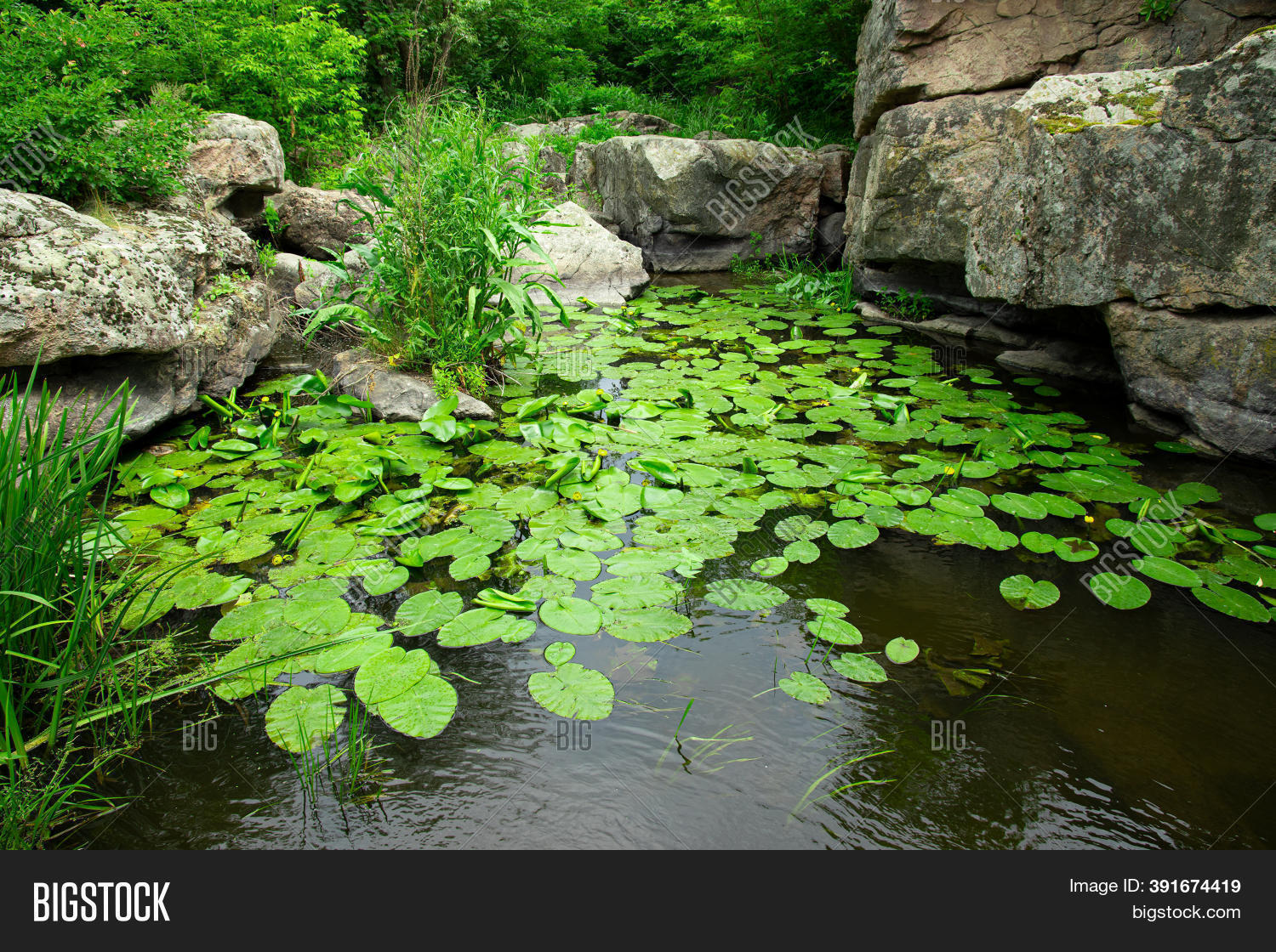 Summer Swamp Pond Image & Photo (Free Trial) Bigstock