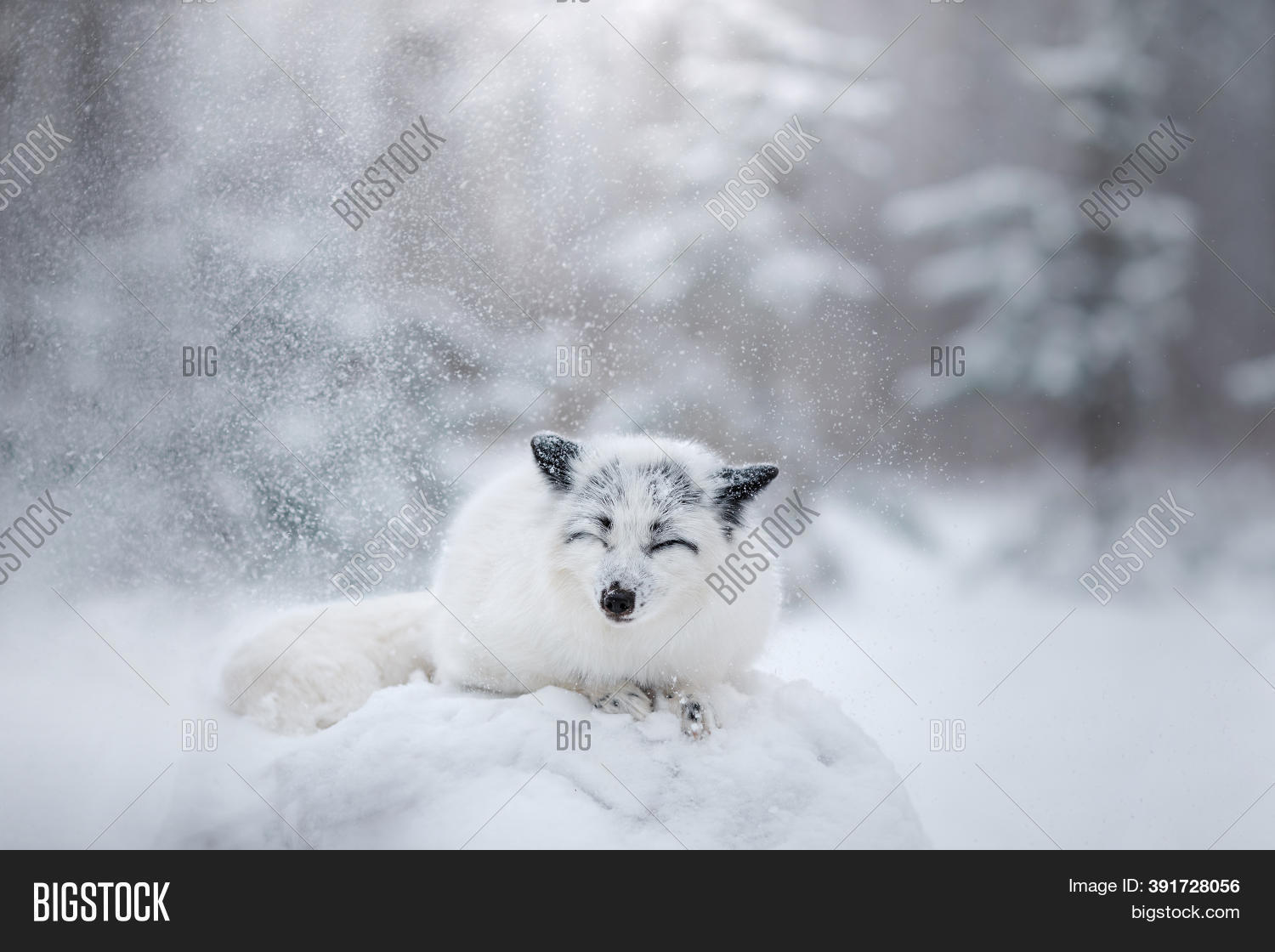 White Fluffy Fox Snow Image & Photo (Free Trial) Bigstock