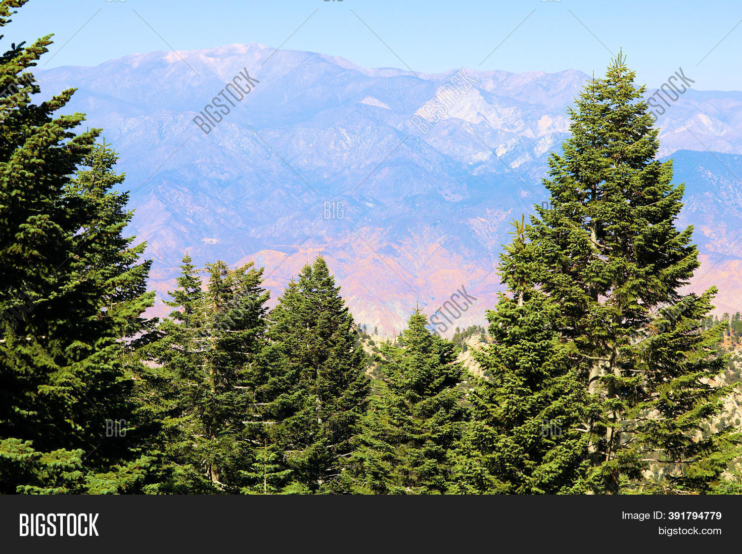 Alpine Coniferous Image & Photo (Free Trial) Bigstock