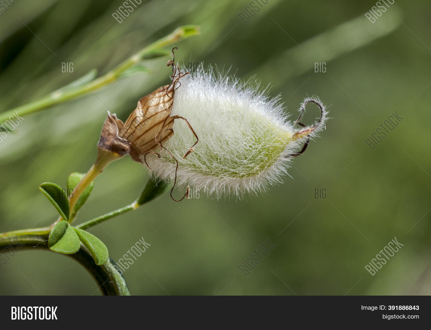 Fruits Hairyfruited Image & Photo (Free Trial) Bigstock