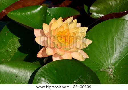Lotus chiamate.