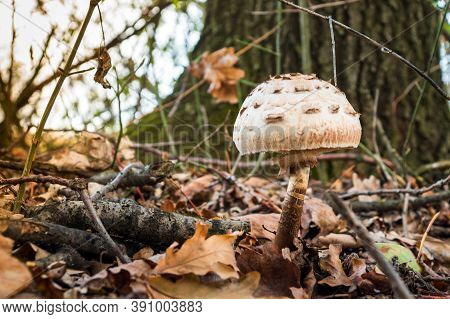 Lonely Wild Mushroom In The Forest In Clearing Between Pine Needles Closeup