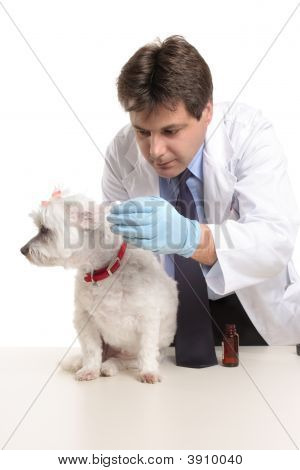 Vet coloca Eardrops em ouvidos de cães
