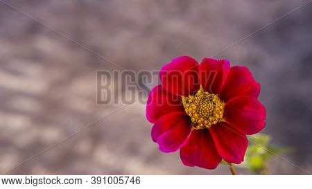 Georgina, A Genus Of Perennial Herbaceous Plants Of The Asteraceae Family With Tuberous Roots And La