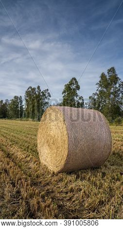 Round Bales Harvesting In Golden Field Landscape, South Sardinia