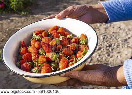 Harvest Of Garden Strawberries With Moms Hands, Red Ripe Berries In A Cup In Her Hands. The Concept 