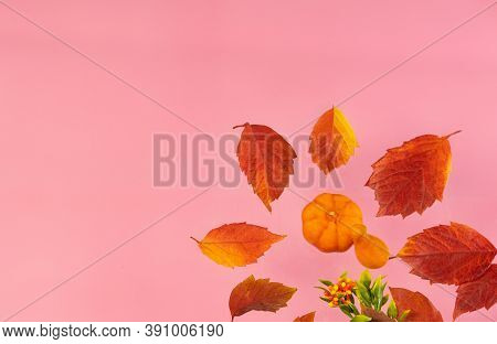 Autumn Harvest, Fall Still Life, Red Leaves, Orange Pumpkins , Top View, Flat Lay For Text Banner Co