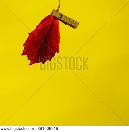 Autumn Leaf Attached With Clothespin On Yellow Background Close-up With Copy Space For Text