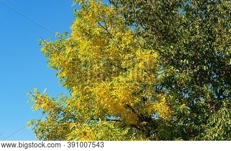 Autumn Tree Half Yellow Half Green Against The Blue Sky, The Beauty Of Nature