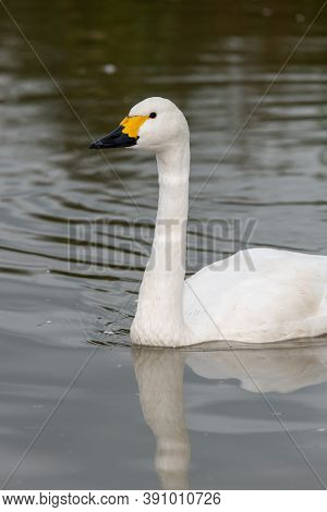 Bewicks Swan (cygnus Columbianus)