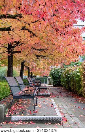 A Picture Of A Well-tended Park And Some Benches In Autumn.   Vancouver Bc Canada