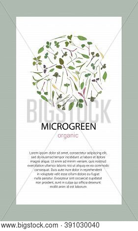 Vector Graphic Frames And Templates With Microgreens. Herbs - Peas, Sunflowers, Onions, Corn, Basil,