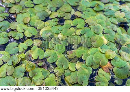 Duckweed Plant On Water, Covered With Green Lemna Pond, Marsh Lemna Araceae