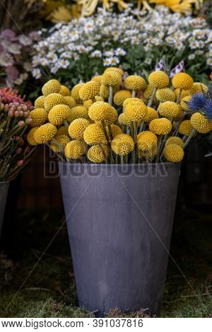 Full Bucket Of Fresh Cut Yellow Flowers Craspedia From The Daisy Family Commonly Known As Billy Butt