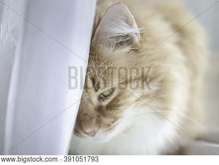 A Sad Cat Put His Head On A Pillow