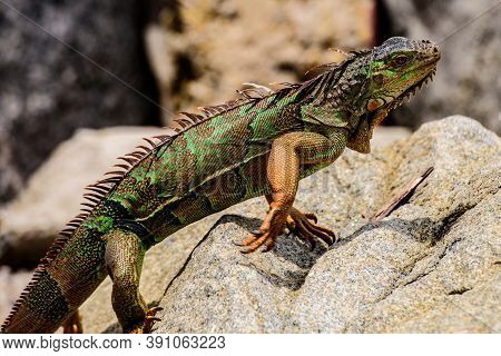 Green Lizards Iguana. And In The Subfamily Iguanidae