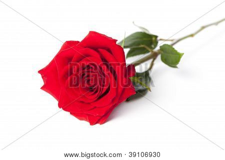 red rose diagonal