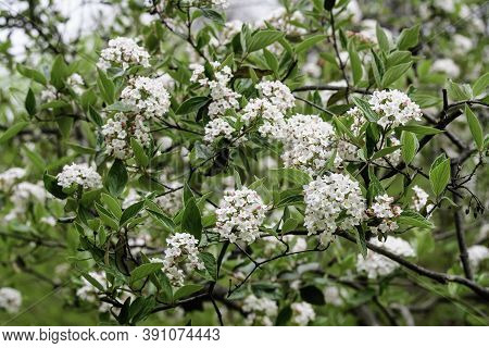 Shrub With White Flowers Of Viburnum Opulus Plant, Known As Guelder Rose, Water Elder, Cramp Bark, S